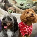 Chase Chevalier 🐾🐶 - @chasey.and.simba - Instagram