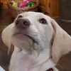chasecavalier - @chasecavalier - TikTok