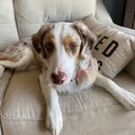 Chase claypool wake - @chase_the_australian_shepard - Instagram