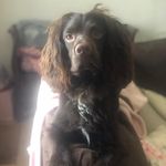Chase The Coker Spaniel - @chase_the_dog_13 - Instagram