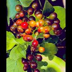 chase conner - @conner4322 - Instagram