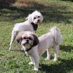 Chase & Cooper - @chase.cooper.duo - Instagram