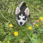 Odin Chase Copeland - @odinthepomsky2021 - Instagram