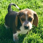 Chase Cornelius - @chasethebeagle__ - Instagram