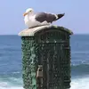 Chase Cornell - @chase.cornell2 - TikTok