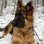 Chase GSD - @gsd_chase_cortez - Instagram