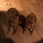 Chase Cottingham - @bama_bird_dog - Instagram