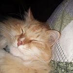 Chase Covington - @chase_covington_ - Instagram