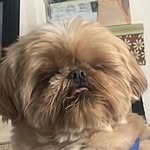 Chase Dodson - @chase_the_teacup_shih_tzu - Instagram