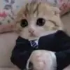 Jobhuntcat - @chasefreeman85 - TikTok