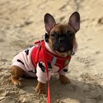 Чейза 🌸 - @chase_french_bulldog - Instagram