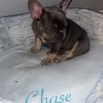 @chase.frenchie.23 - Instagram