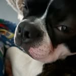 Chase - @chasefrenchton - Instagram