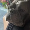 Chase the french bulldog 🇧🇿 - @chasethefrenchbulldog1 - TikTok