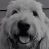 chasegarrison679 - @chasegarrison679 - TikTok