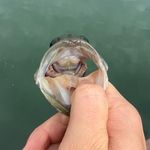 Chase Hampton Rhodes - @chaser_fishing - Instagram