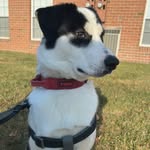 Chase the Husky - @chase_kane23 - Instagram