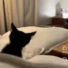Chase_Koch - @chase_koch - TikTok