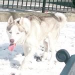 Chase Newman - @diamondsanddoggys - Instagram