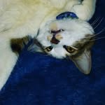 Mocha Chase Parent - @_mocha_official_ - Instagram