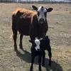 chase.peterson07 - @chase.peterson07 - TikTok