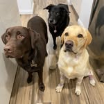 Natasha Moulton - @rupertandchase - Instagram