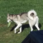 Chase Sorenson - @nosugaradded00 - Instagram