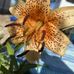 Chase Templeton - Facebook