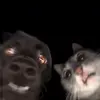 chasetempleton6 - @chasetempleton6 - TikTok