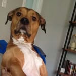 Chase The Dog (Till) - @theguychase - Instagram