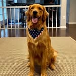 Chase Vasquez - @chase.goldenretriever - Instagram