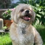 Chase Vasquez 🐾🦴🐶 - @chasethelhasapoo - Instagram