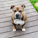 Chase Vazquez - @chasethebully_ - Instagram