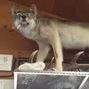 chasevineyard - @chasevineyard - TikTok