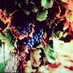 Hunter's Chase Vineyard - @hunterschasevineyard - Instagram