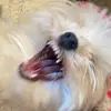 chasevogel100000 - @chasevogel6 - TikTok