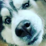 Chase Wade - @the_flying_noodle - Instagram