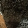 Chaseloveshisdog - @chasewaits - TikTok