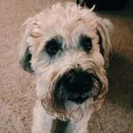 Chase Walden - @chasethewheaten - Instagram