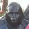 chasewareham200 - @chasewareham200 - TikTok