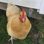 Chase Watts - @chasewatts68 - Instagram