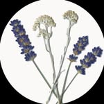 Chaseway Lane Botanicals - @chasewaylane - Instagram