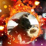 Chase Webster - @chase_the_real_pup - Instagram