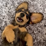 Chase 🌭🧡 - @chasetheminiweiner - Instagram