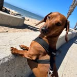 Chase - @_chasetheweiner - Instagram