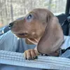 Chase - @chase_the_weiner - TikTok