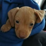 Chase - @chasetheweinerdog - Instagram