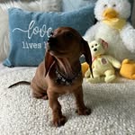 Chase_the_Weiner 🌭❤️ - @chase_the_weiner_ - Instagram