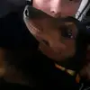 I love weiner dogs - @chaselovesweinerdogs - TikTok