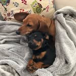 Roo_and_Chase_weiners - @roo_n_chase - Instagram